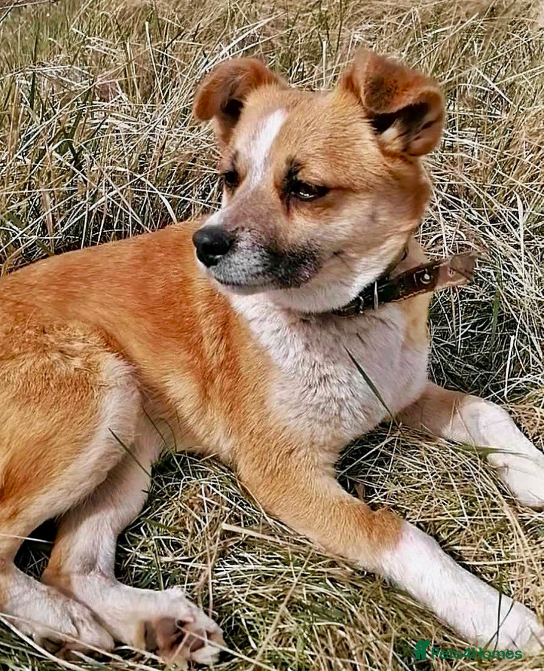 Chihuahua dogs for adoption: Alica’s Story: From Despair to Love - Image 4