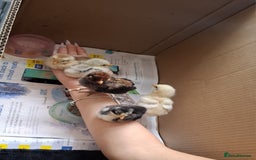Chickens poultry for sale: FREE REHOME LOVELY BANTAM CHICKS 🐥❤️ - Image 3