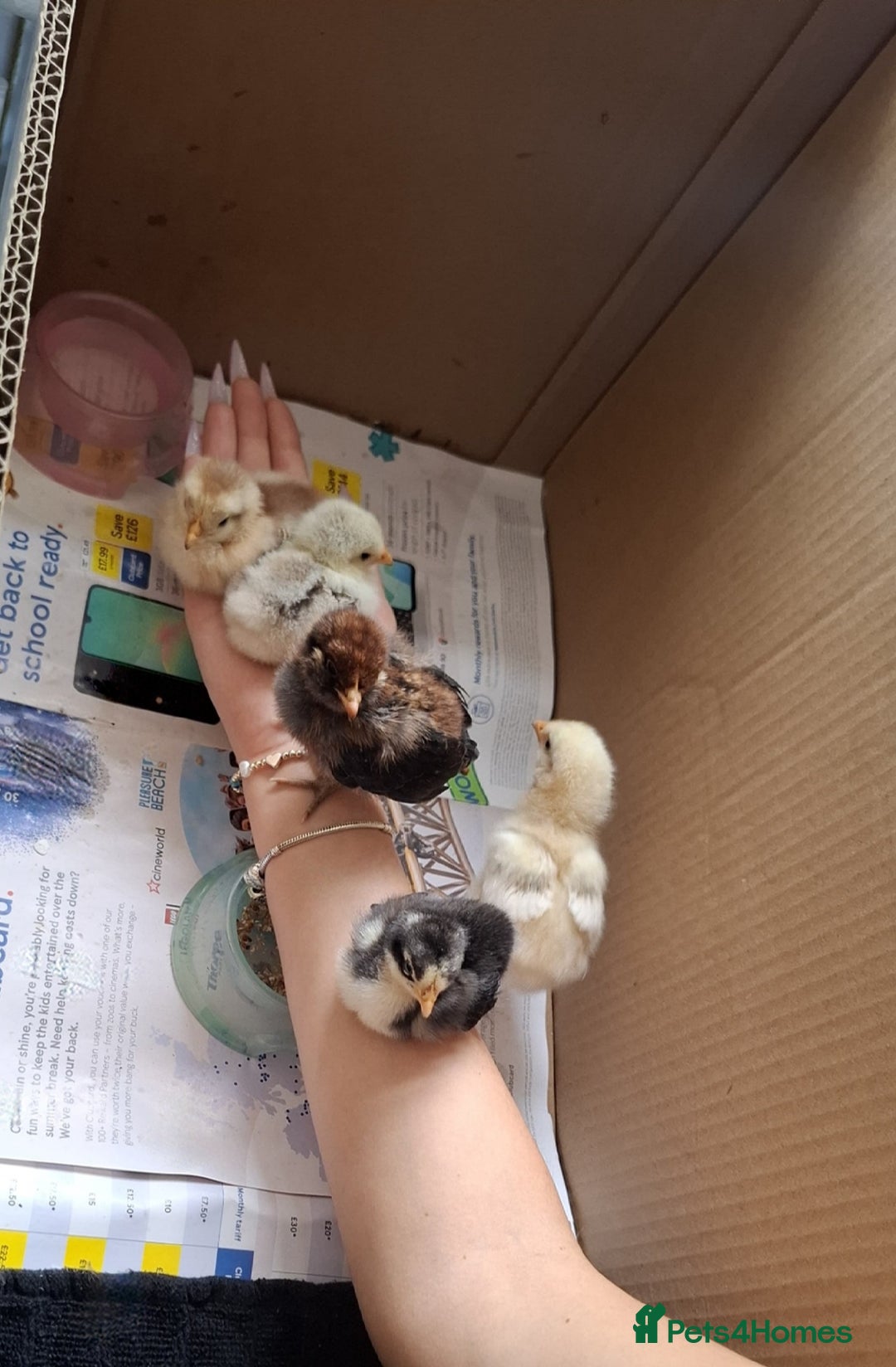 Chickens poultry for sale: FREE REHOME LOVELY BANTAM CHICKS 🐥❤️ - Image 3