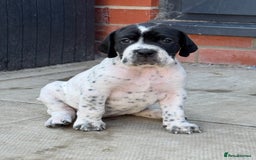 Pointer dogs for sale: Beautiful well bred pointer puppies - Image 3