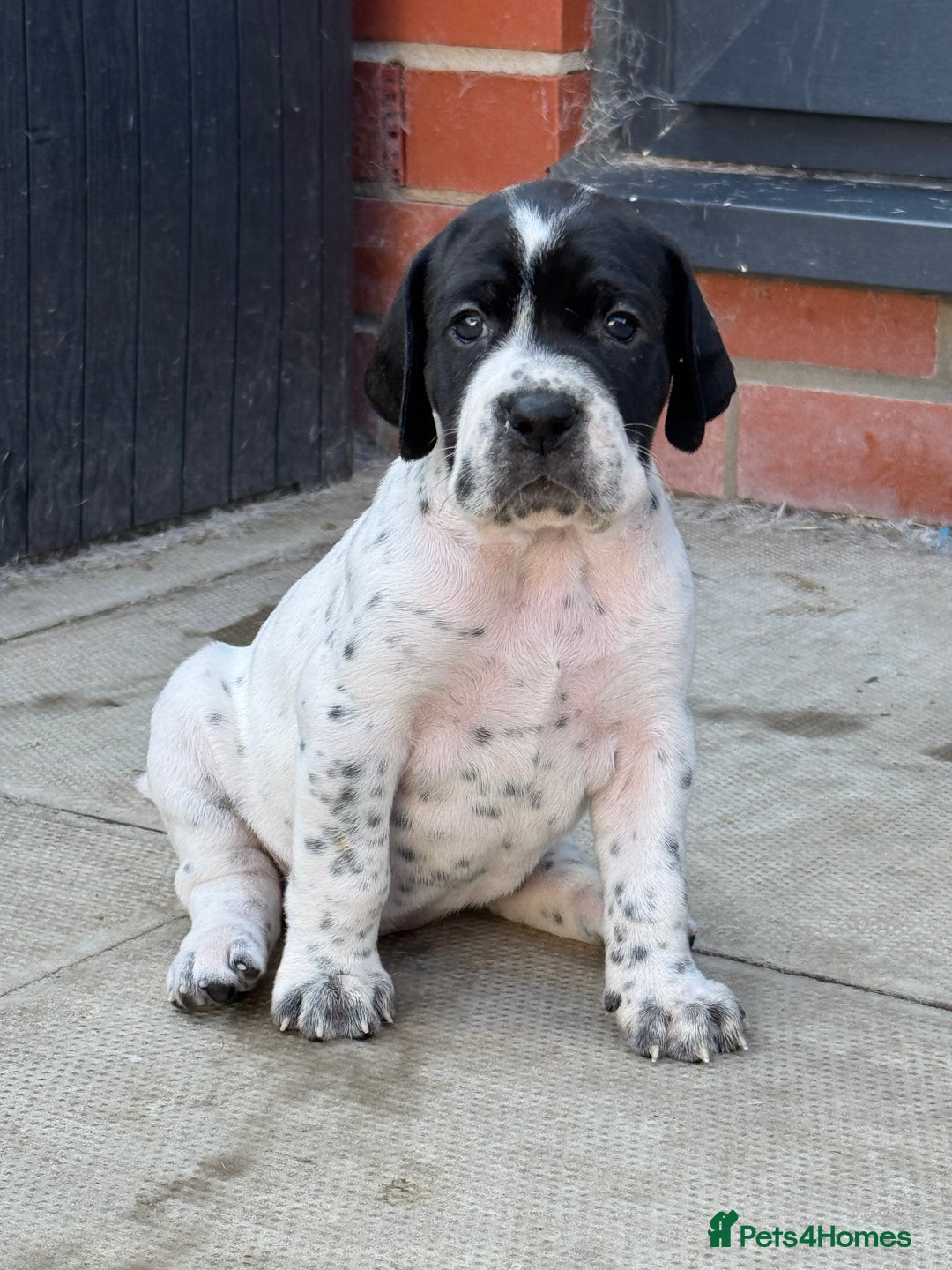 Pointer dogs for sale: Beautiful well bred pointer puppies - Image 3