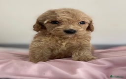Cockapoo dogs for sale: Cockapoo puppies  - Image 19