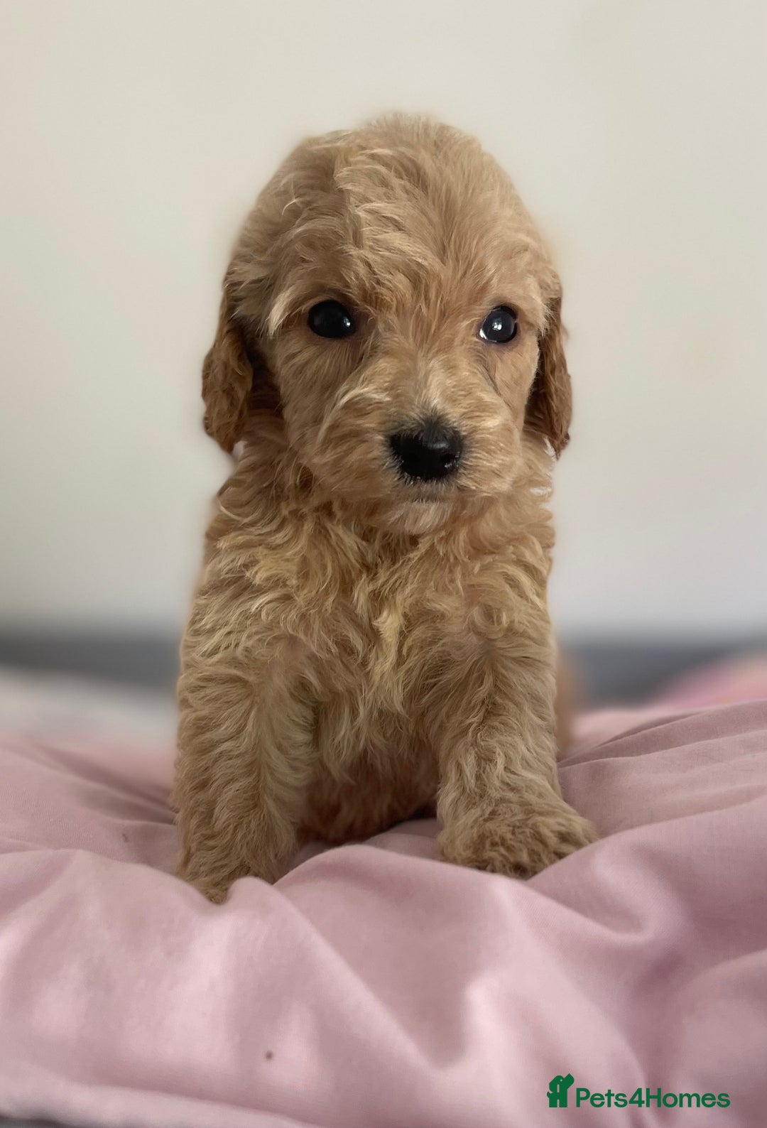 Cockapoo dogs for sale: Cockapoo puppies  - Image 19