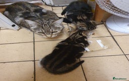 British Shorthair cats for sale: Tabby kittens  - Image 2