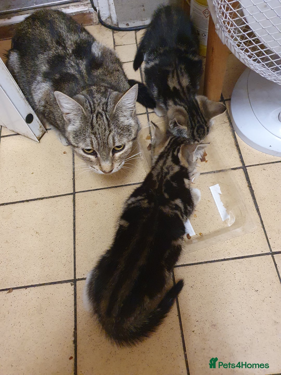 British Shorthair cats for sale: Tabby kittens  - Image 2