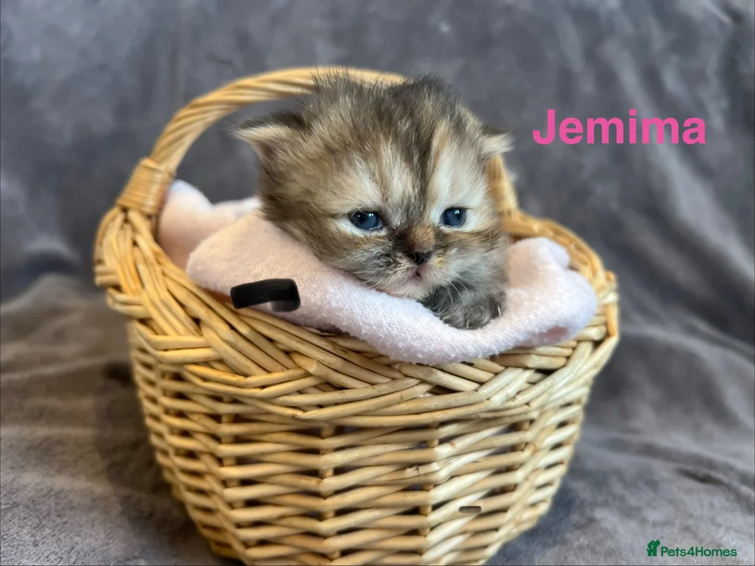 Persian cats for sale: Beautiful litter of Persian kittens, PKD Neg - Advert 2