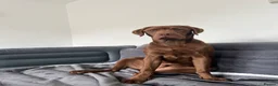 Labrador Retriever dogs for stud: Male Labrador For Stud - Advert 4