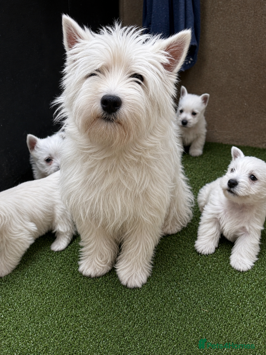 West Highland Terrier dogs Gorgeous Westie female puppies - Advert 2