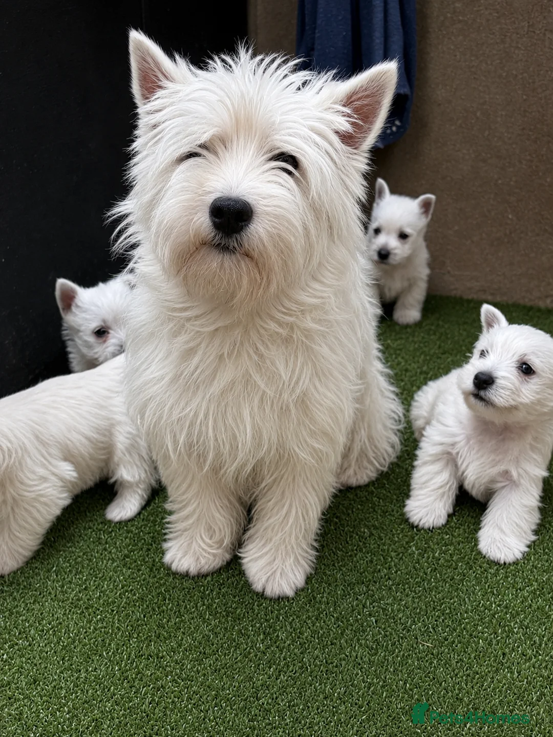 West Highland Terrier dogs for sale: Gorgeous Westie female puppies - Advert 2