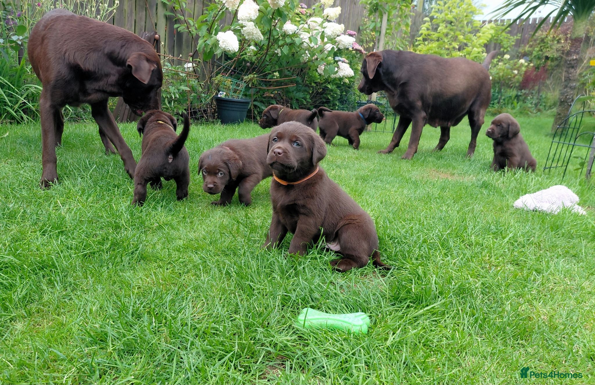 Labrador Retriever dogs Chocolate Labradors Puppies,Health Tested Parents  - Advert 12