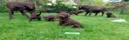 Labrador Retriever dogs for sale: Chocolate Labradors Puppies,Health Tested Parents  - Advert 1