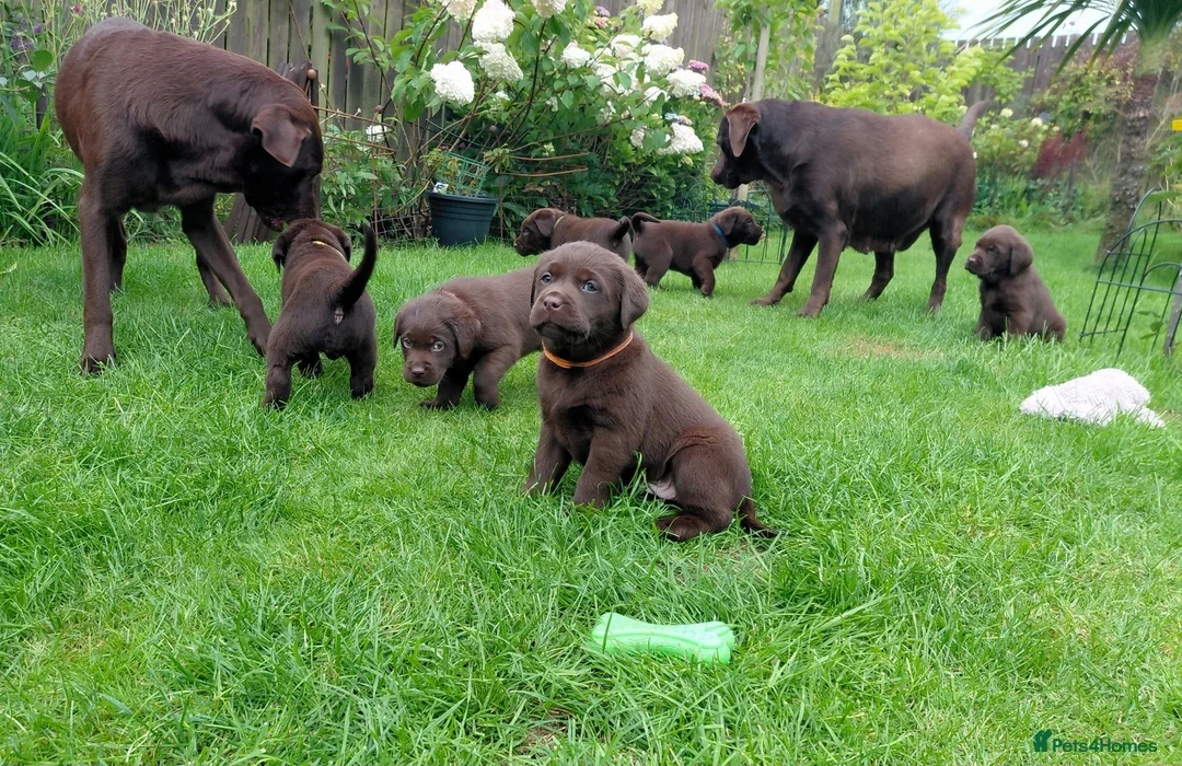 Labrador Retriever dogs for sale: Chocolate Labradors Puppies,Health Tested Parents  - Advert 1