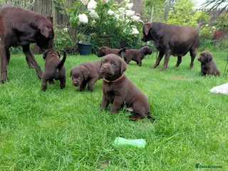 Labrador Retriever dogs Chocolate Labradors Puppies,Health Tested Parents - Advert 12