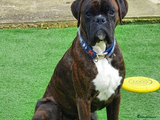 Boxer dogs in Saint Neots - Advert 7
