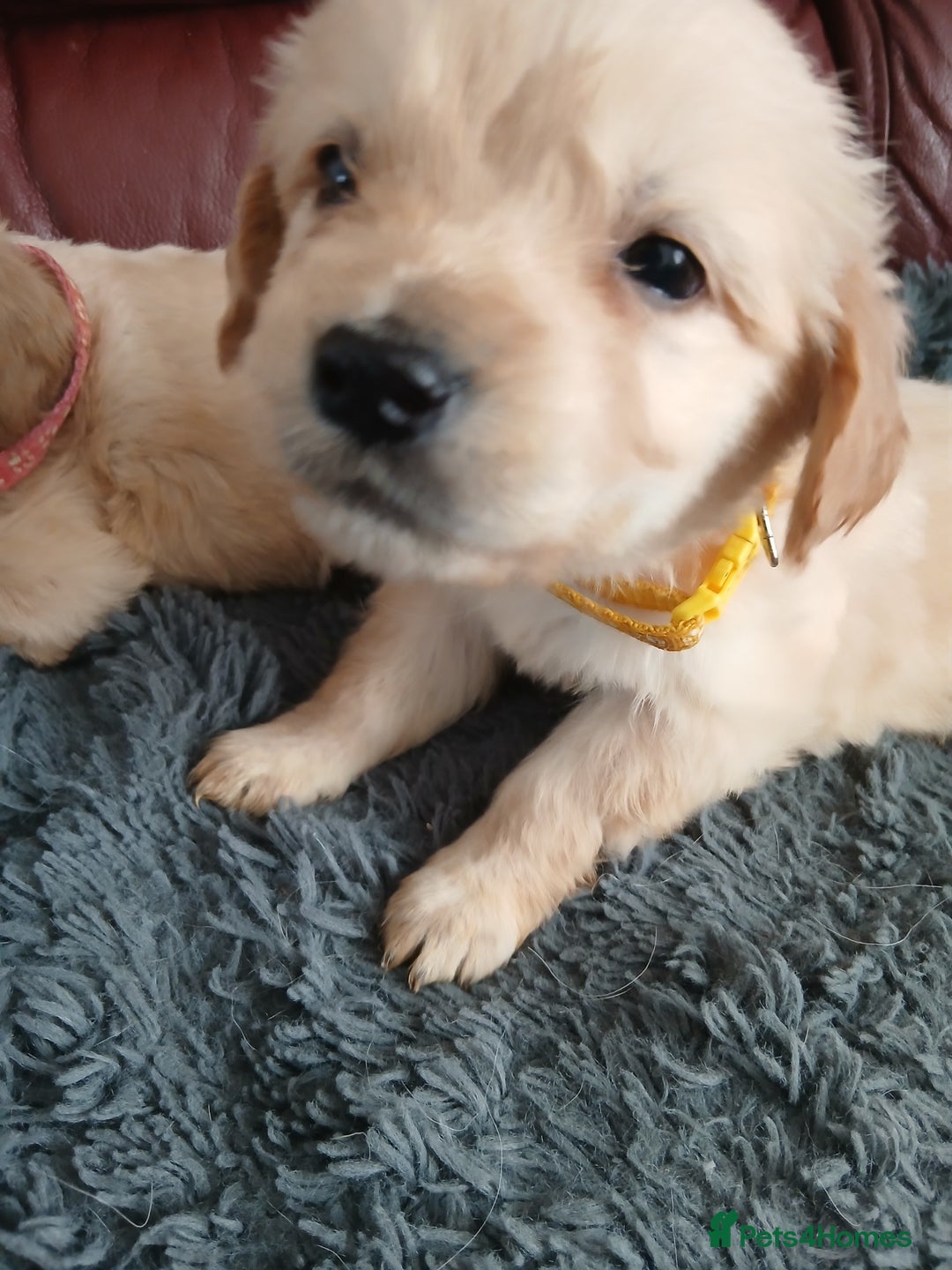 Golden Retriever dogs for sale: Cream golden retriver for sale ONLY 2 Available  - Image 4