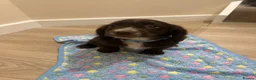 Cocker Spaniel dogs for sale: KC cocker spaniel puppies  - Advert 20