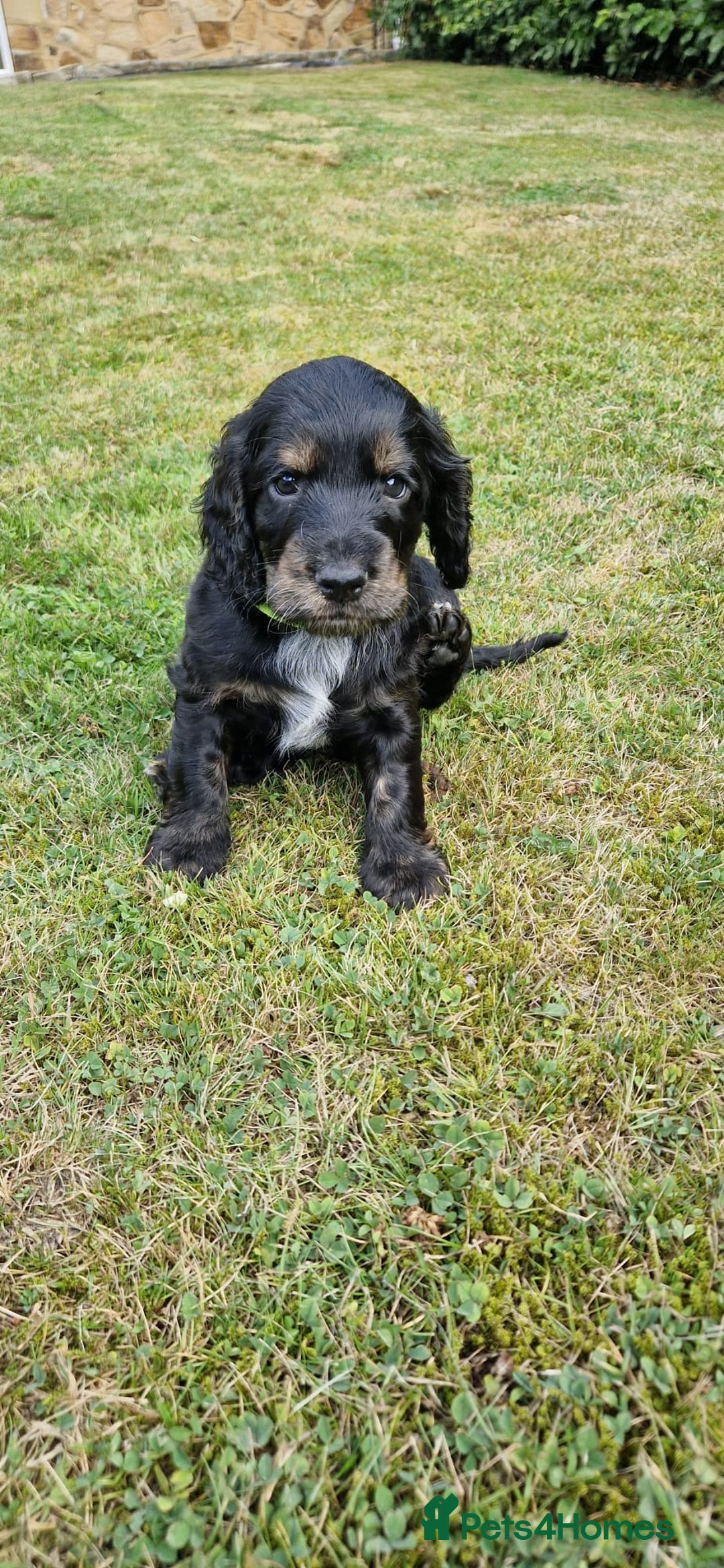 Cockapoo dogs for sale: 3 Beautiful F1B Cockapoo's left  in Brighouse - Image 5