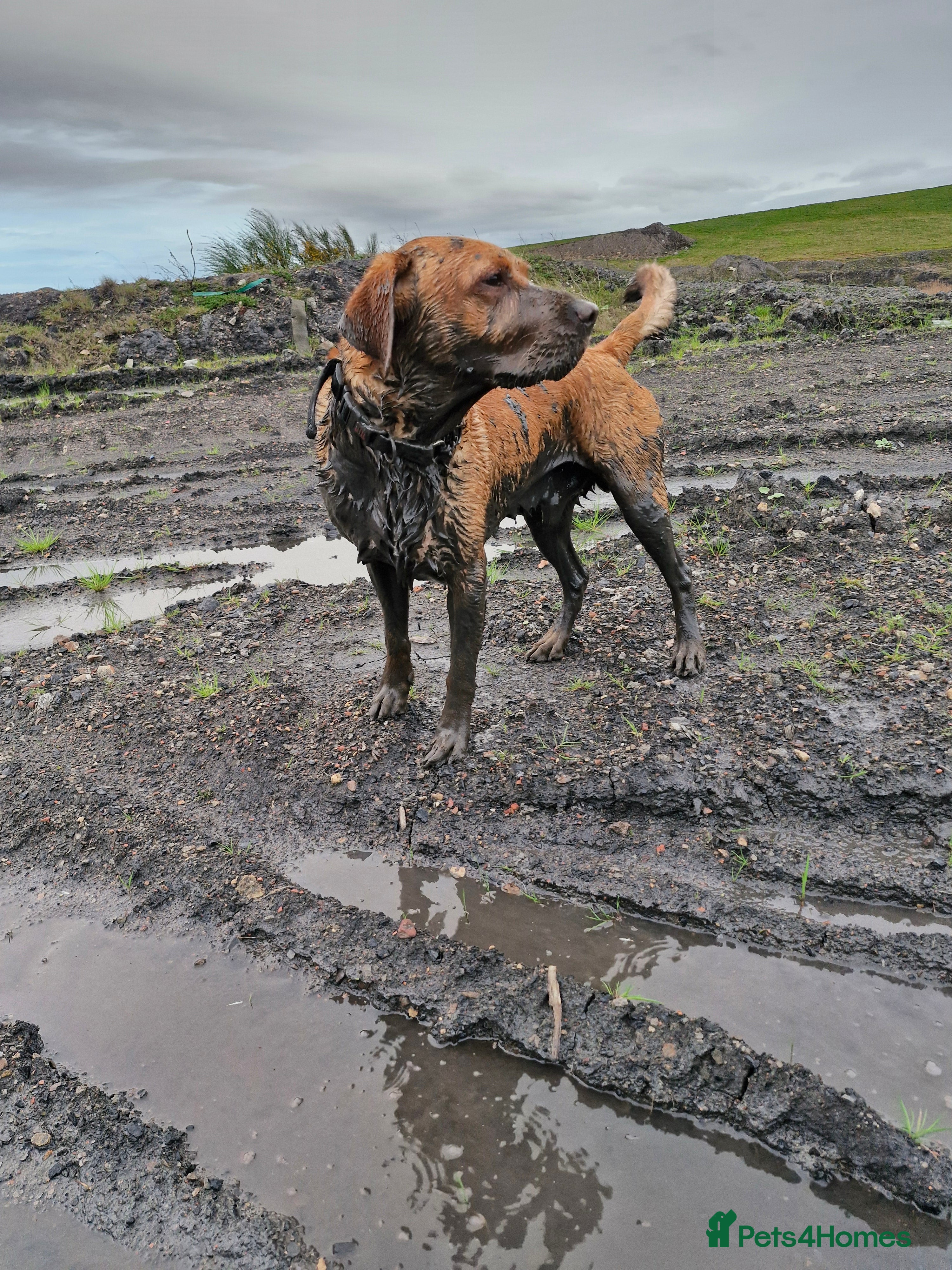Labrador Retriever dogs Red Fox Labrador 5 years old - Advert 9