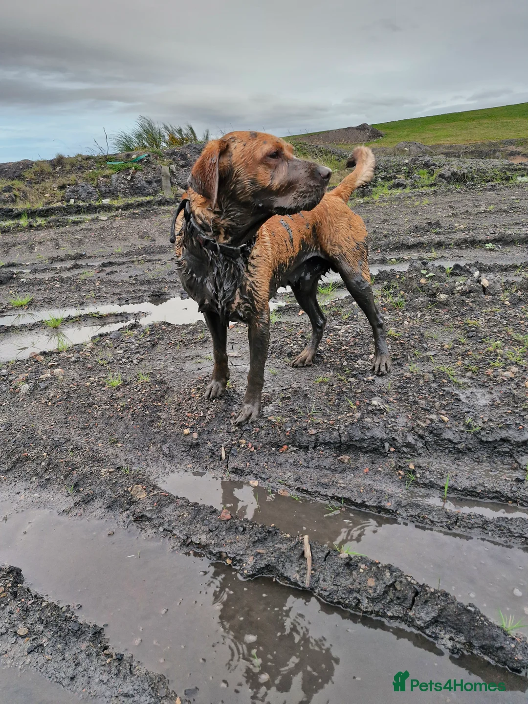 Labrador Retriever dogs for sale: Red Fox Labrador 5 years old - Advert 2