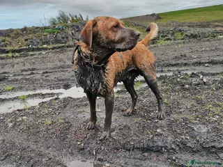 Labrador Retriever dogs Red Fox Labrador 5 years old - Advert 9