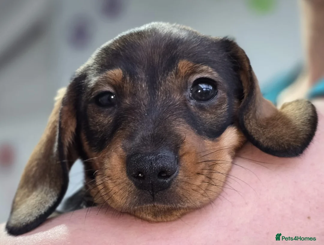 Dachshund dogs for sale: Dachshund puppies  - Advert 35