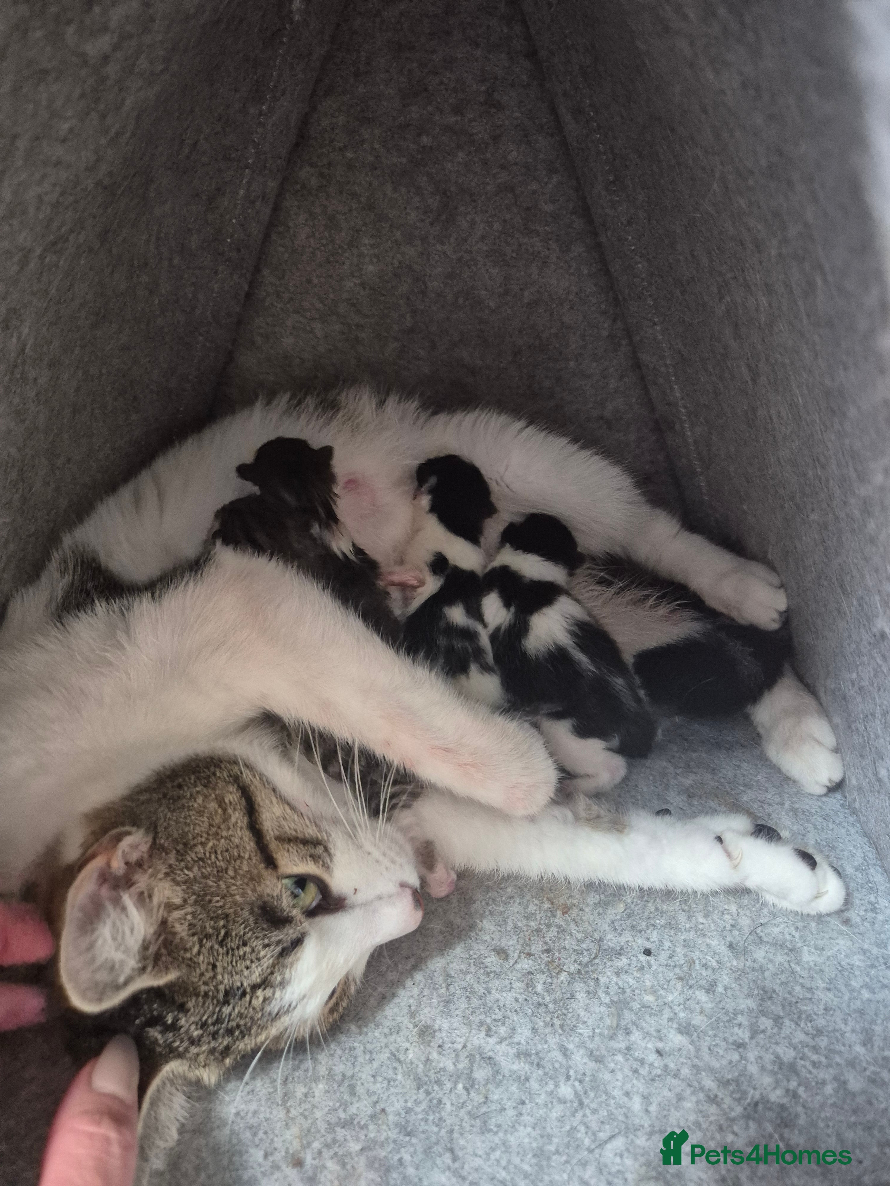 Mixed Breed cats Kittens for sale  - Advert 1