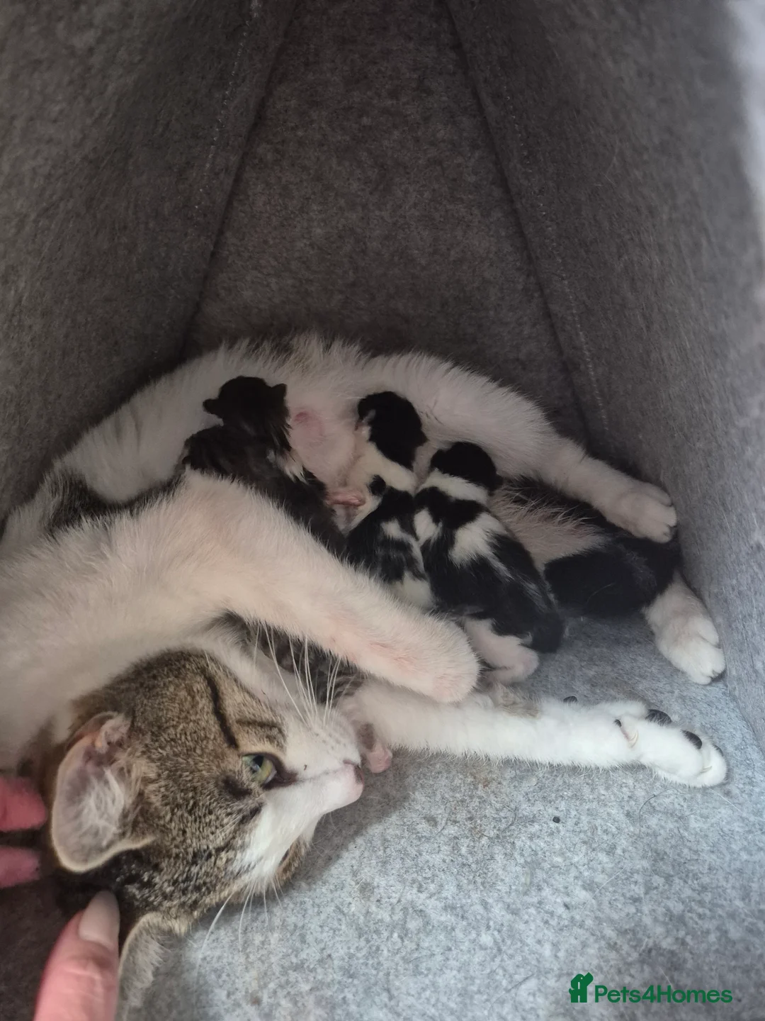 Mixed Breed cats for sale: Kittens for sale  - Advert 1