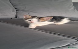 British Shorthair cats for sale: Gorgeous kittens ready now - Image 1