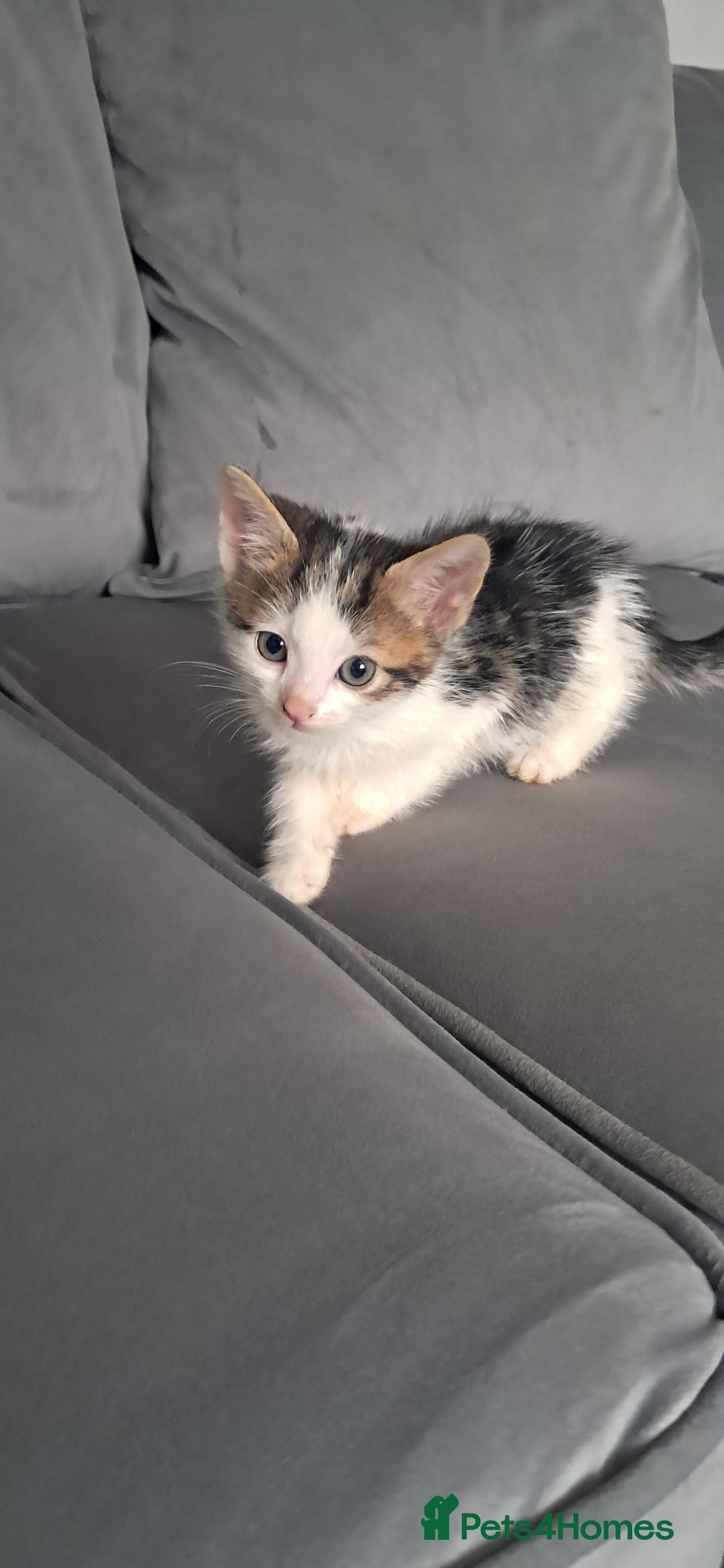 British Shorthair cats for sale: Gorgeous kittens ready now - Image 1