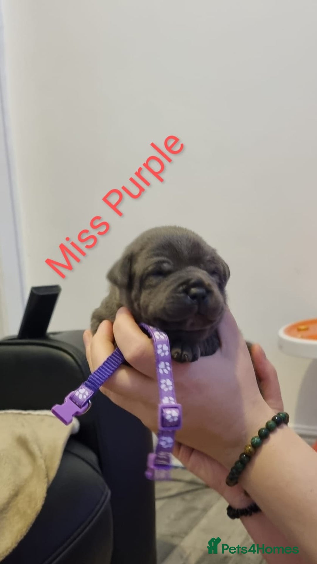 Staffordshire Bull Terrier dogs for sale: Beautifull blue staff puppies for sale  - Advert 9
