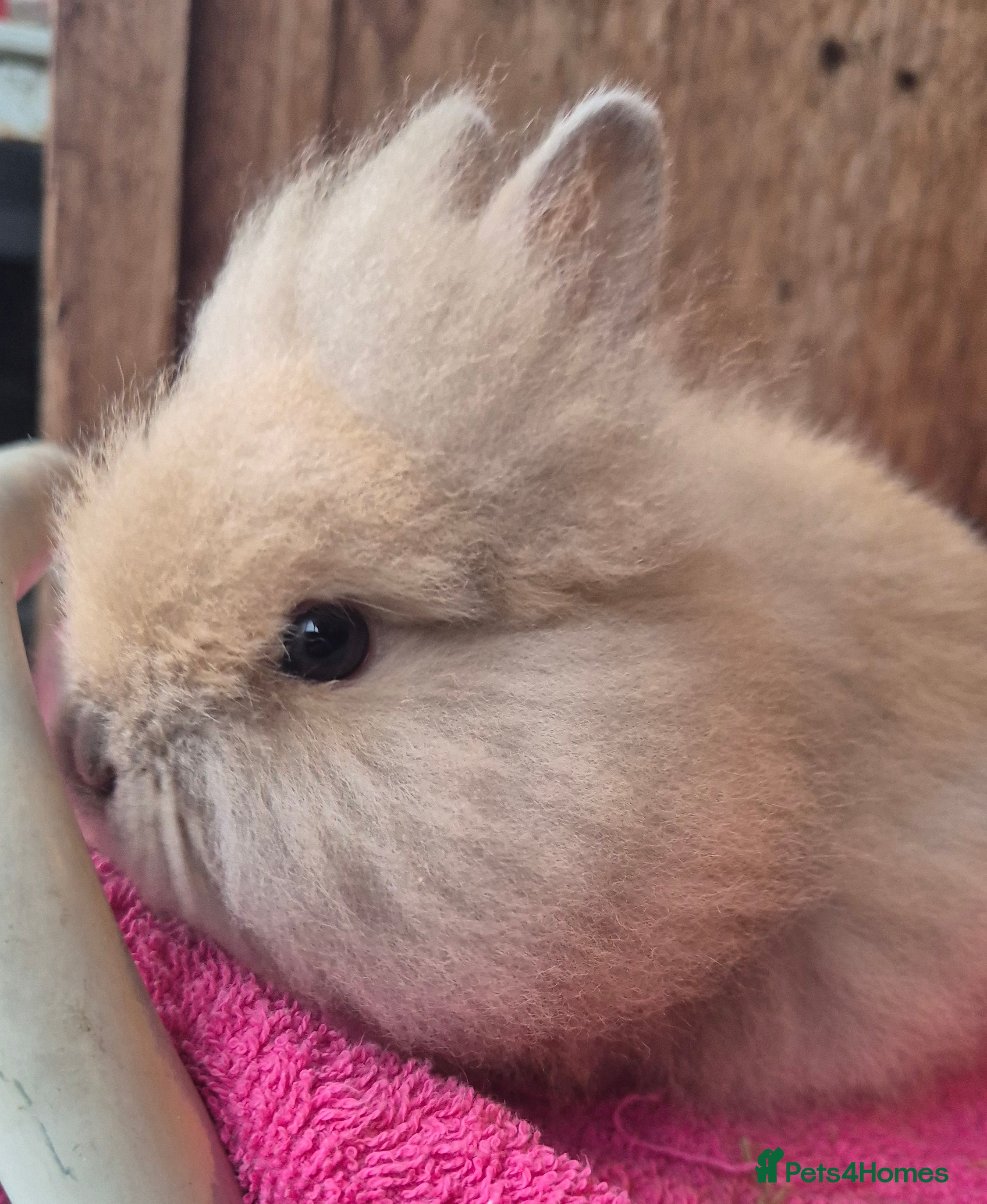 Mini Lop rabbits  lion heads. Ready now  - Advert 1