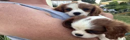 Cavalier King Charles Spaniel dogs for sale: King Charles cavalier  - Advert 1