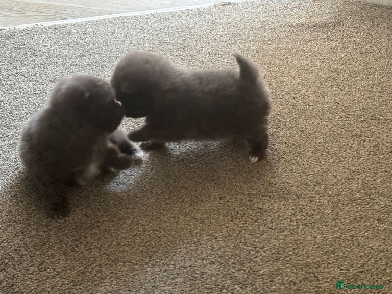 Pomeranian dogs Lilac Pomeranian Puppies - Advert 1