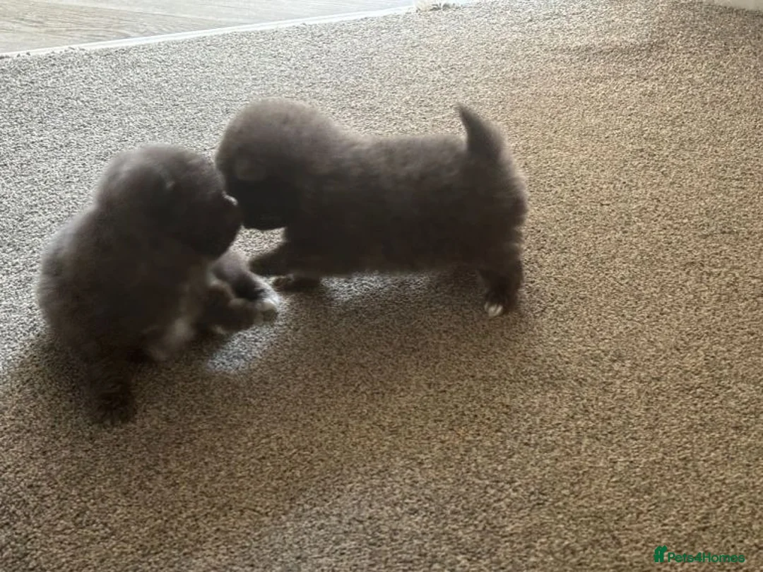 Pomeranian dogs for sale: Lilac Pomeranian Puppies - Advert 1