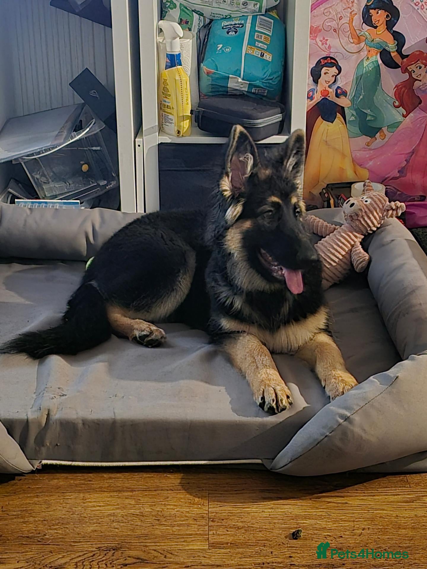 German Shepherd dogs german shepherd  - Advert 4