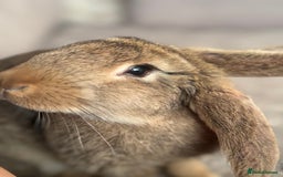 Continental Giant rabbits for sale: Hi, this is Míro, the Continental Giant! - Image 2