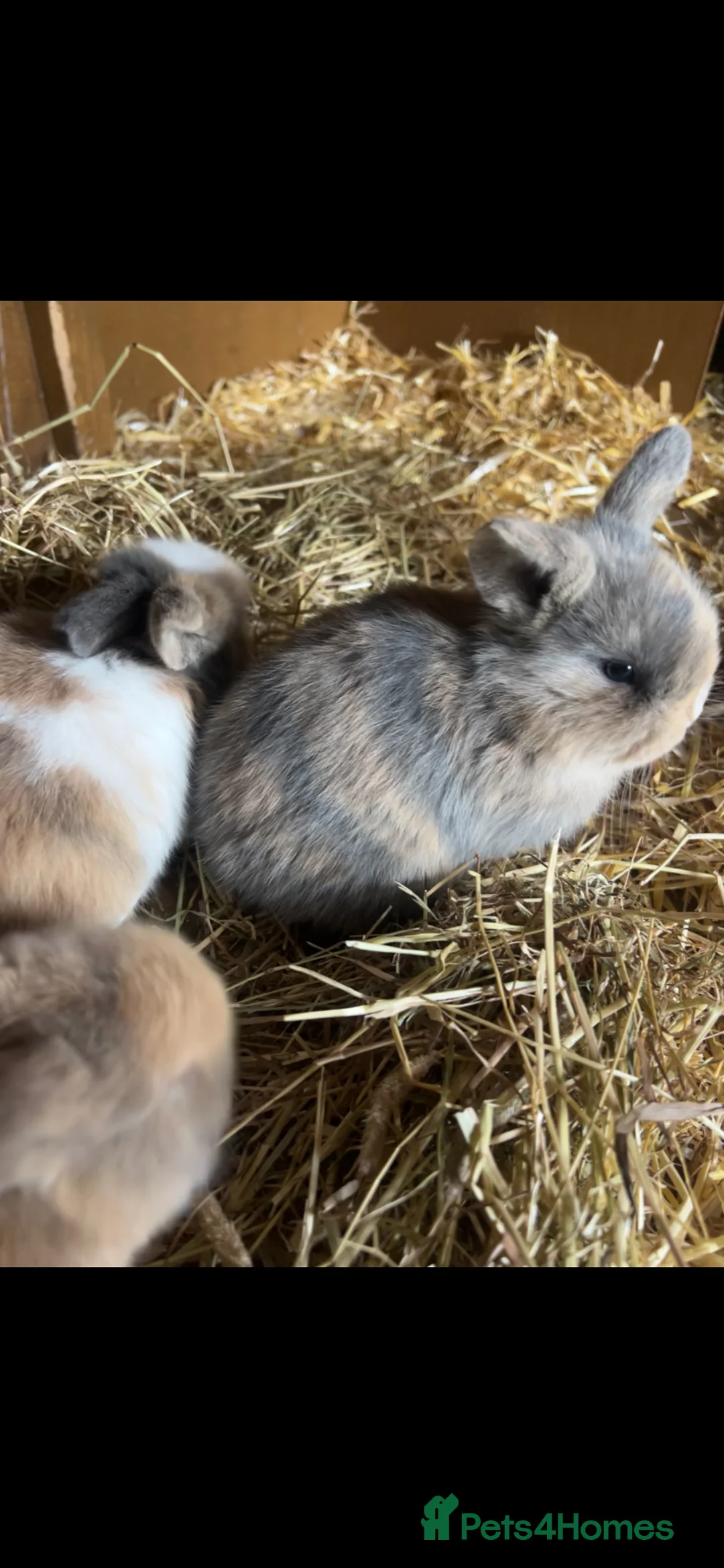 Mini Lop rabbits for sale: Gorgeous pure breed Mini Lops in Saffron Walden - Advert 14