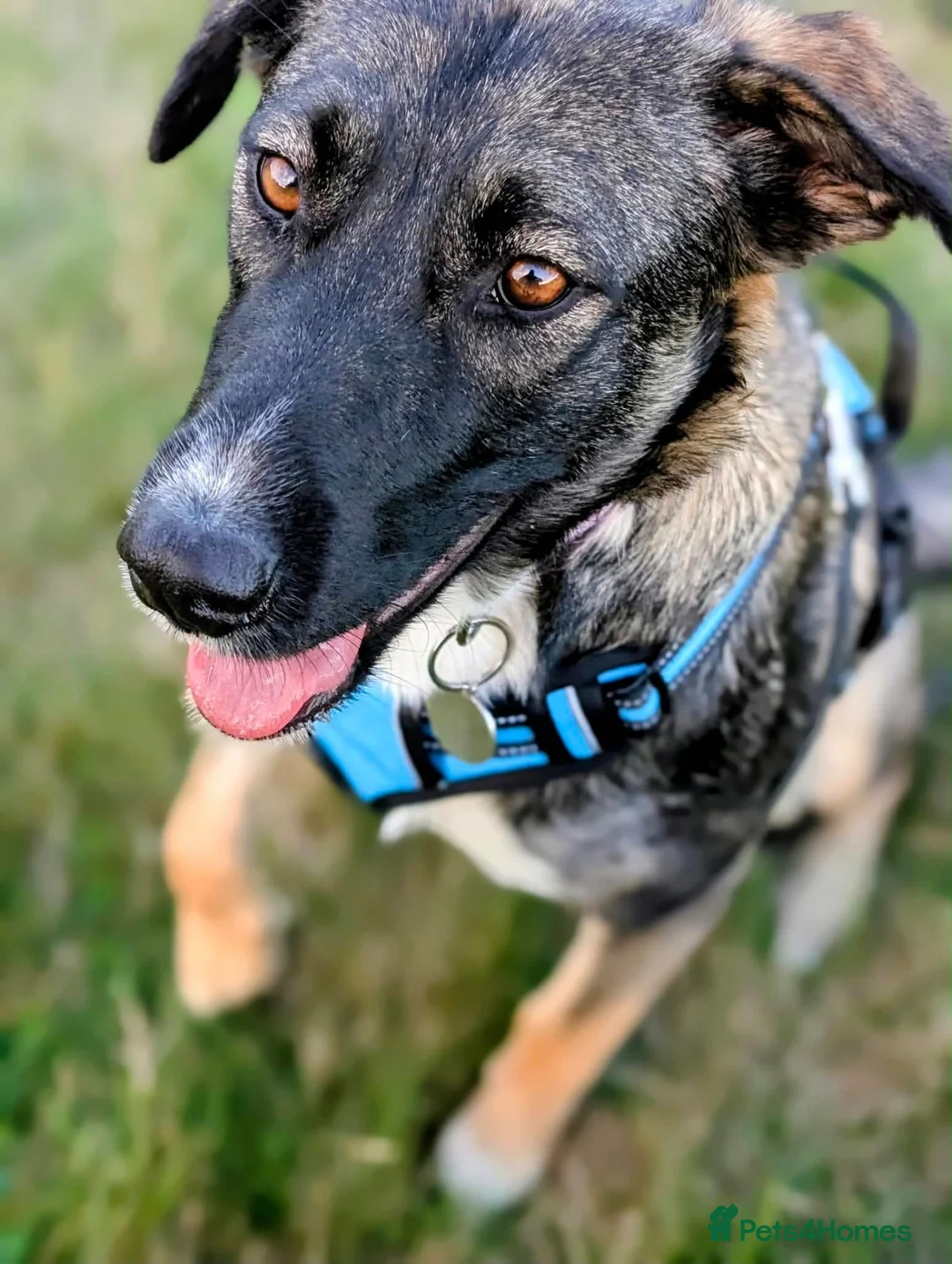 Mixed Breed dogs for adoption: Mirela 🩷 in Bristol - Advert 2