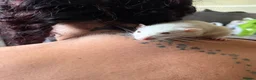 Rat rodents for sale: Rats  in Lincoln - Advert 6