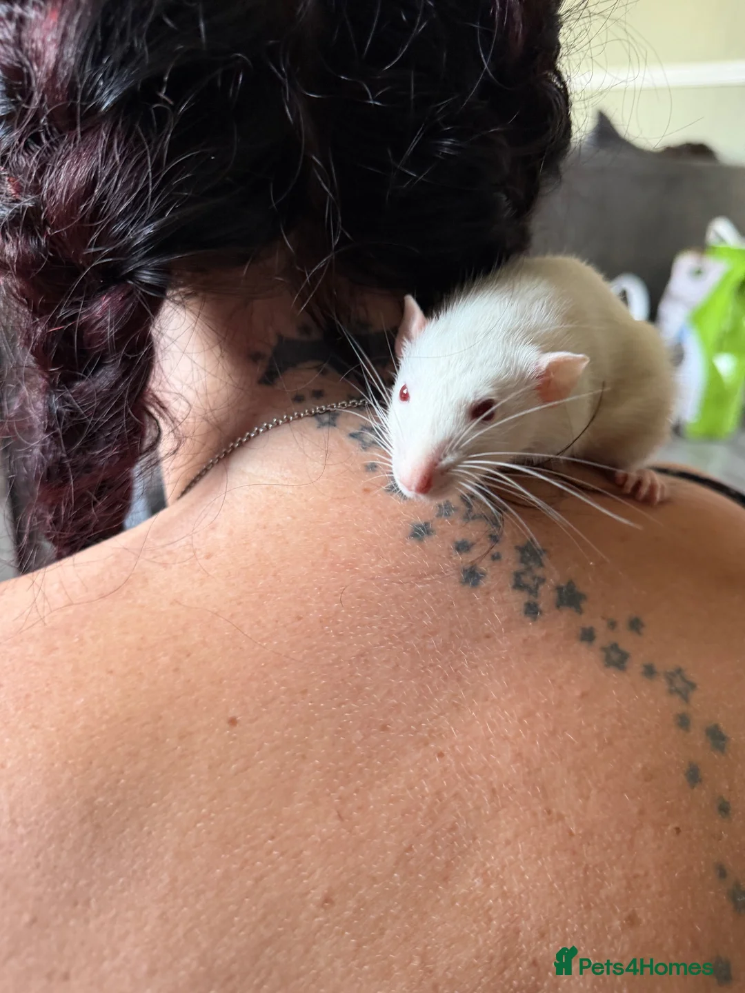 Rat rodents for sale: Rats  in Lincoln - Advert 6
