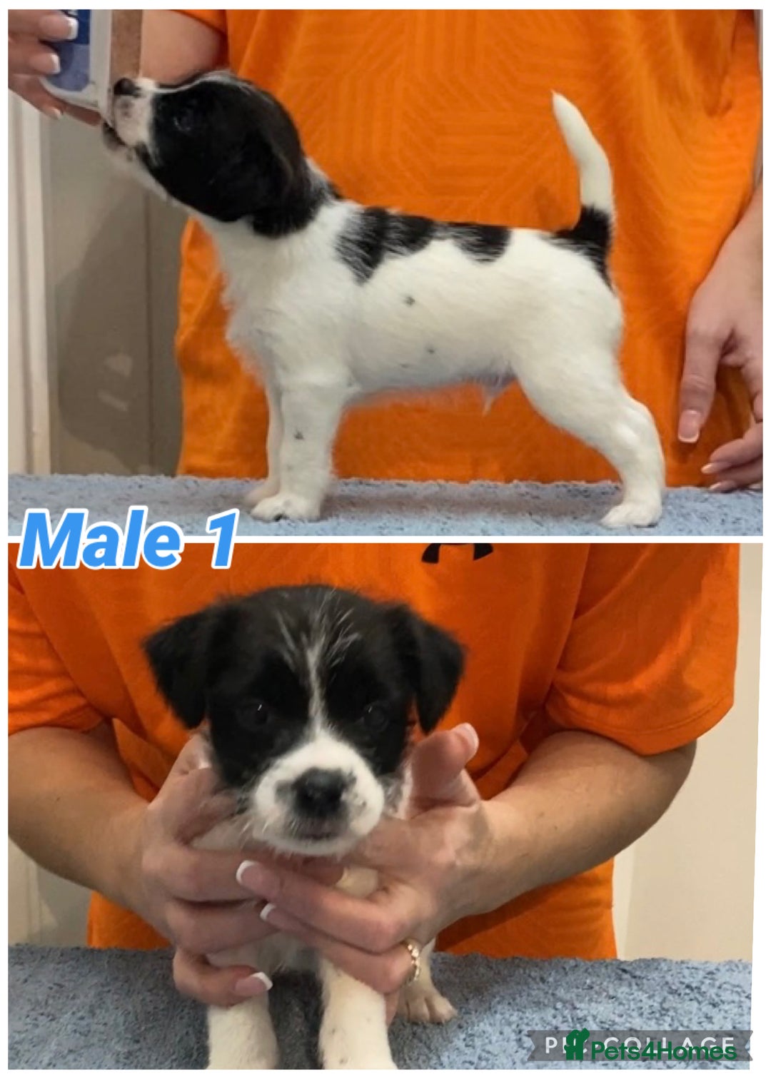 Parson Russell dogs for sale: Crufts winner 2024 Daughter Has Puppies KC Reg - Advert 5