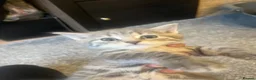 Mixed Breed cats for sale: Gray silver and tabby kittens for sale! - Advert 36
