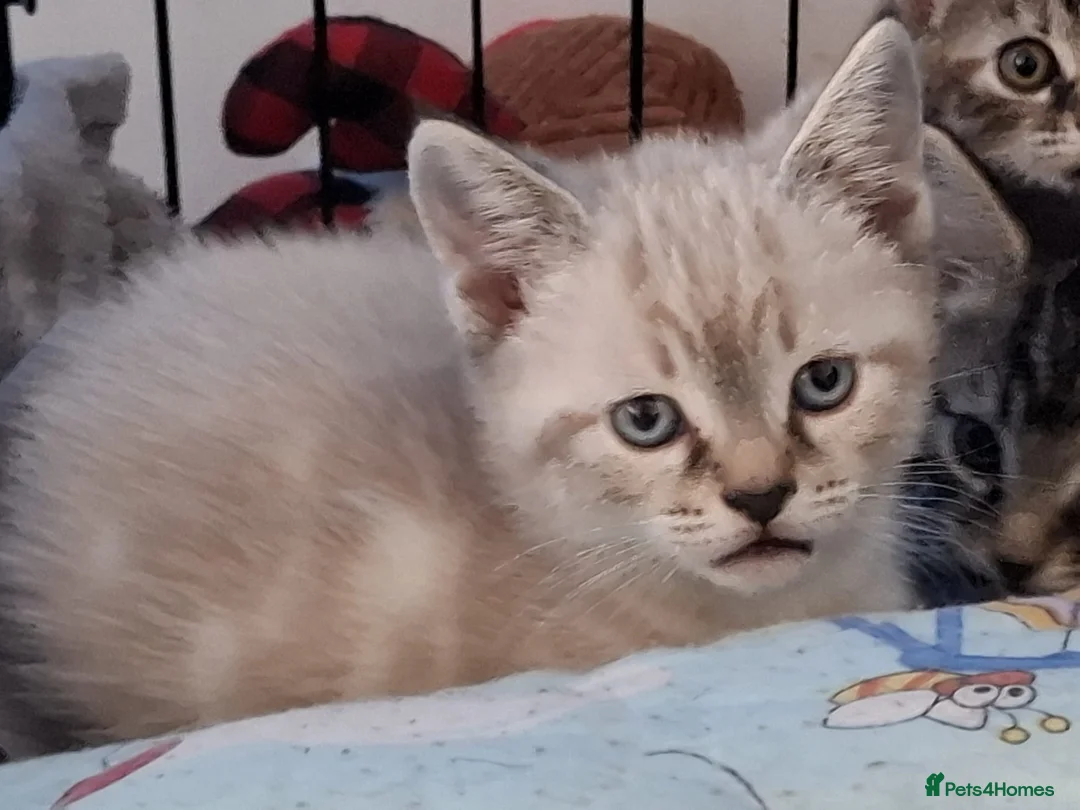 Mixed Breed cats for sale: Male kitten - Advert 6