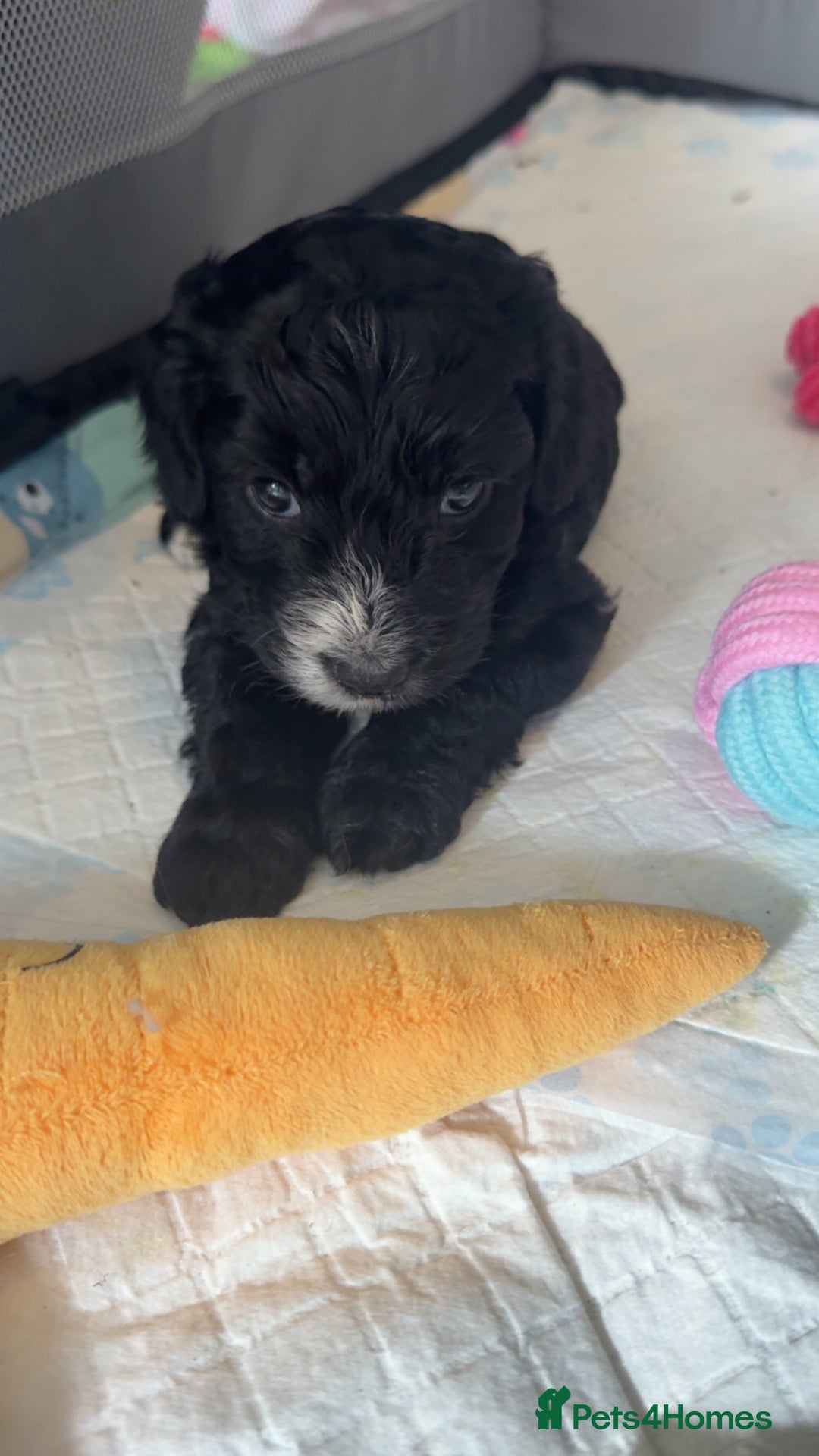 Cockapoo dogs for sale: Gorgeous f2 cockapoo pups  - Image 14