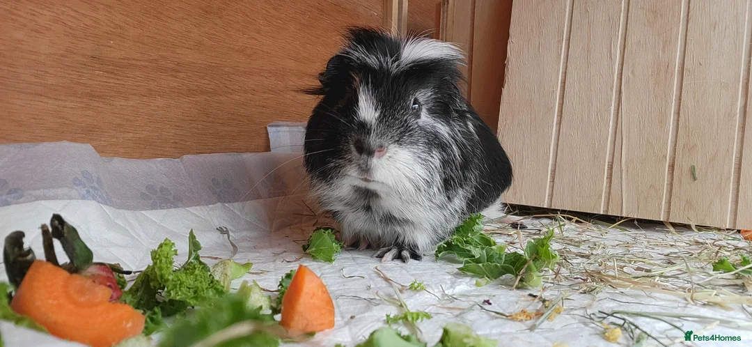 Guinea Pig rodents for sale: Male Guinea Pig - Advert 2