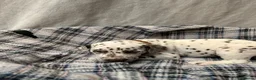 Dalmatian dogs for sale: Dalmatian puppies  in Okehampton - Advert 5