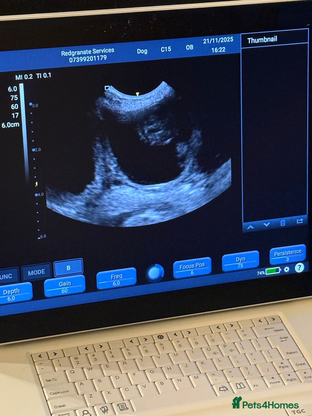 Golden Retriever dogs for sale: KC FULLY TESTED PUPPIES DUE - Advert 4