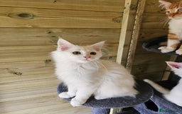 Maine Coon cats for sale: Maine Coon Angora  in Glasgow - Image 1