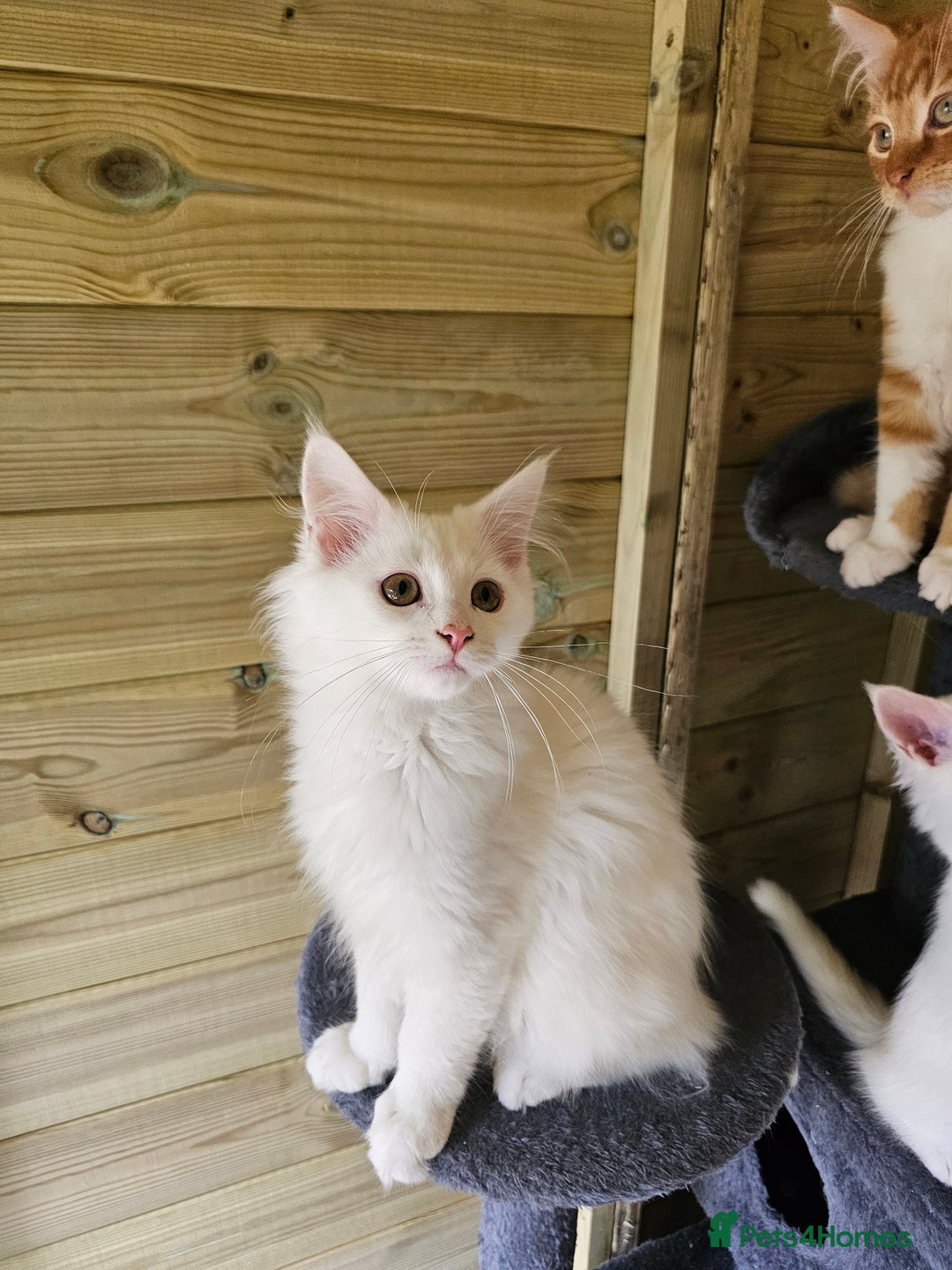 Maine Coon cats for sale: Maine Coon Angora  in Glasgow - Image 1