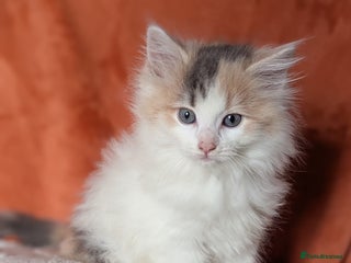 Maine Coon cats Maine Coon x Ragdoll kittens - Advert 3